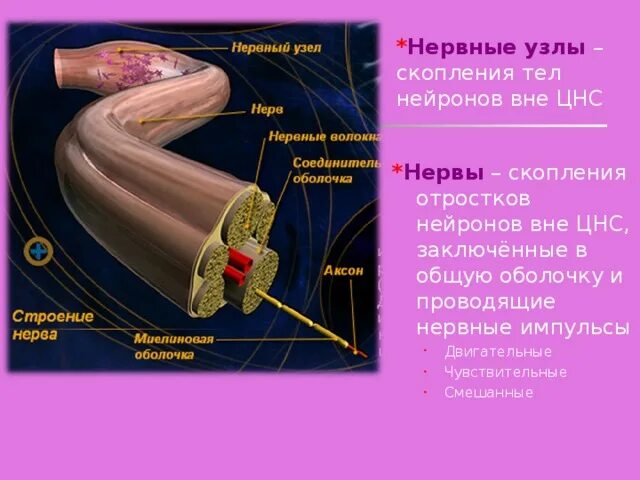 Нервный узел где. Нервные узлы. Нервные узлы это скопление. Из чего состоят нервные узлы. Нервные узлы образованы.