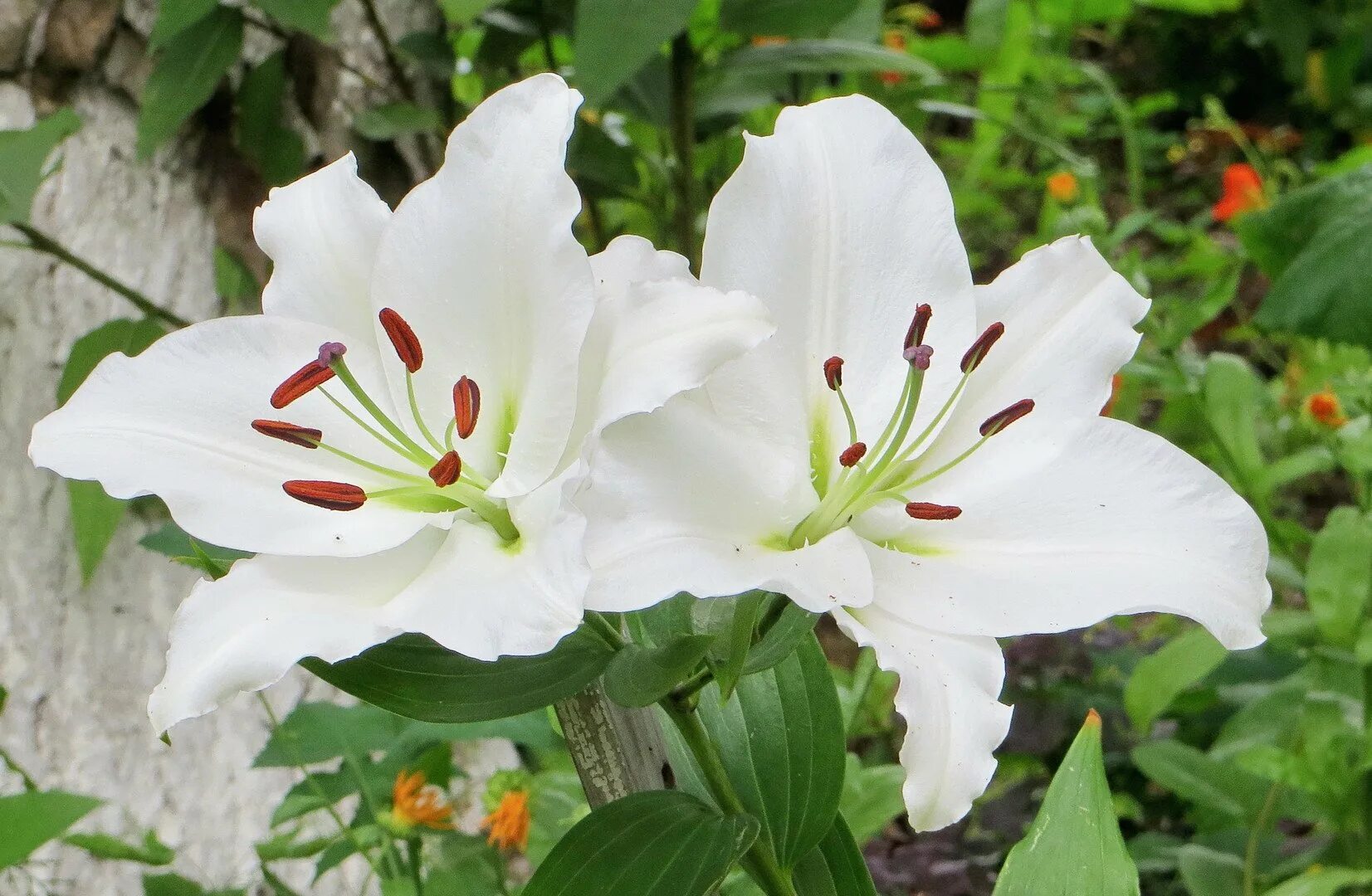 лилия белая город