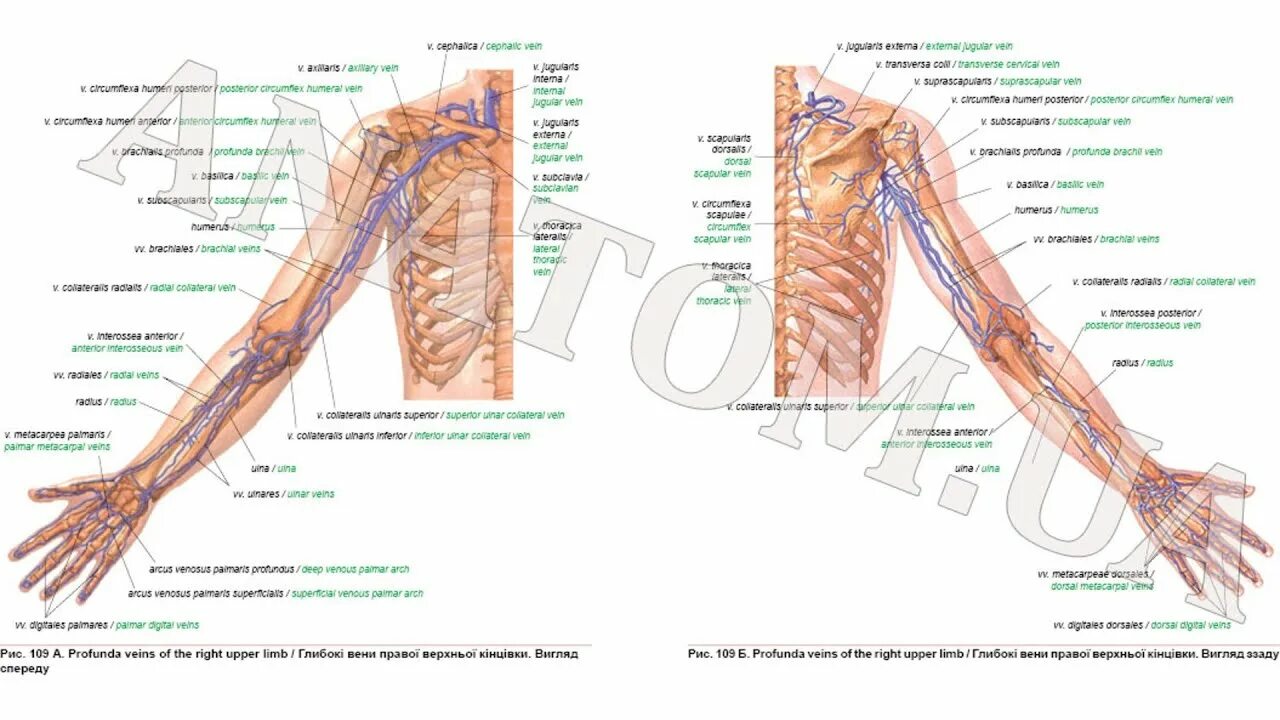 Вены верхней конечности. Вены верхней конечности схема для УЗИ. Вены верхней конечности анатомия латынь. Анатомия вен верхней конечности УЗИ. Вены верхней конечности с подписями.