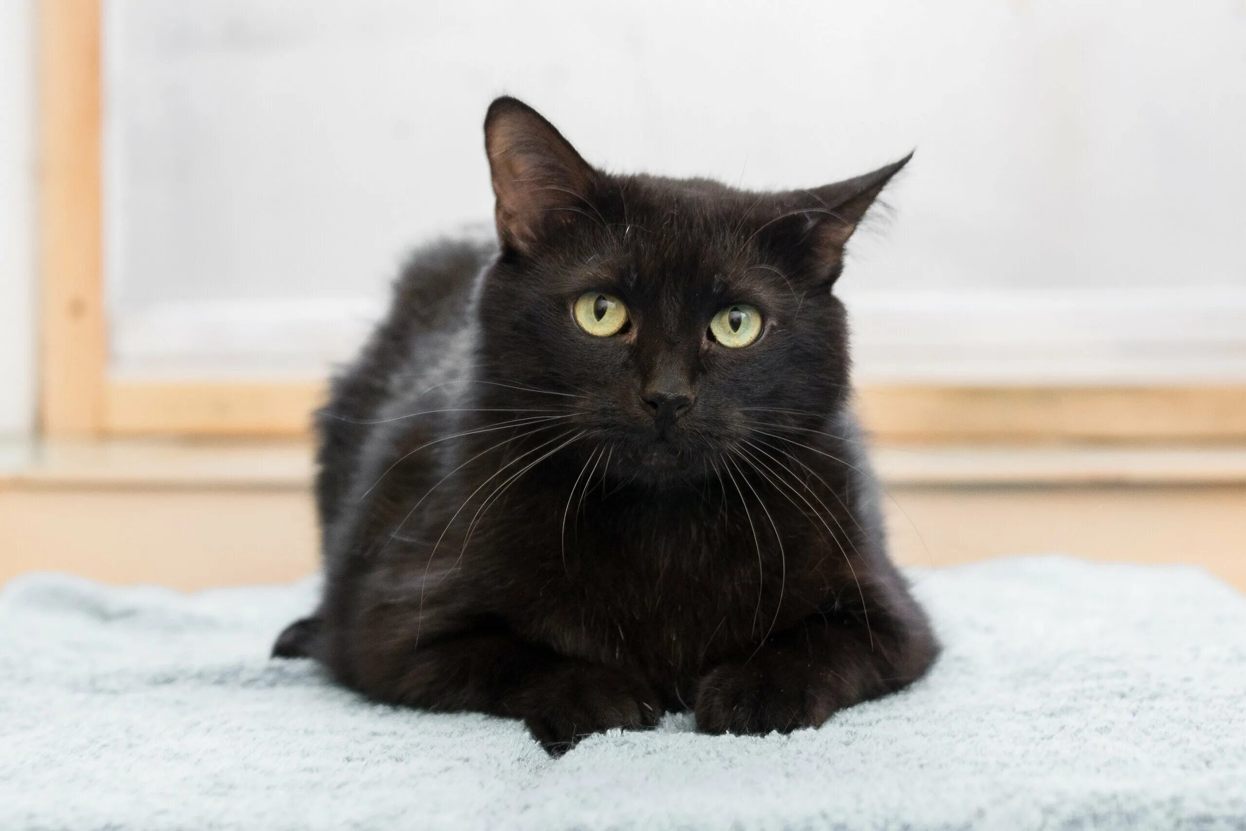 Порода кошек метис. Метис кошка черная. Кот метис черный. Европейский короткошерстный кот метис. Черный Солид британец.