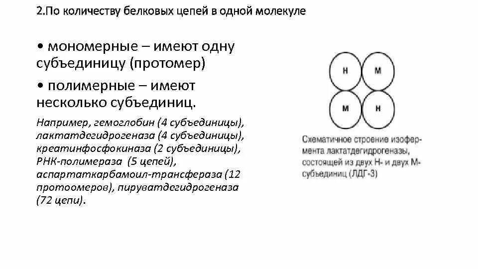 Субъединицы g белка. Четвертичная структура белков. Субъединицы белков. Механизм активации g-белков. Рибосомные белки.
