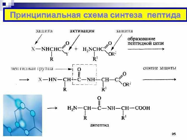 Синтез полипептида происходит. Синтез пептидов из защитные группы. Синтез полипептида схема. Синтез пептидов из аминокислот. Схема реакции синтеза трипептида.