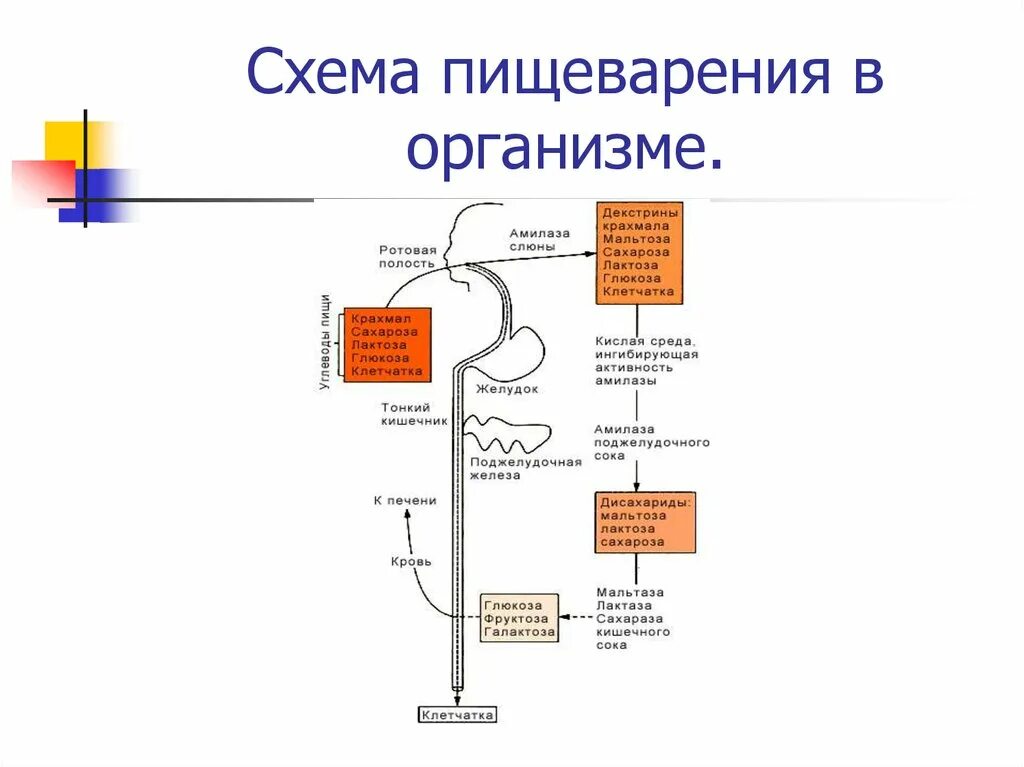 Переваривание растительных белков. Схема переваривания. Схема переваривания углеводов. Схема переваривания белков в ЖКТ. Схема переваривания сахара в организме.