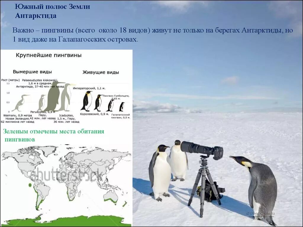 Пингвины живут на южном. Ареал пингвинов. Место обитания пингвинов. Зона обитания пингвинов. Карта обитания пингвинов.