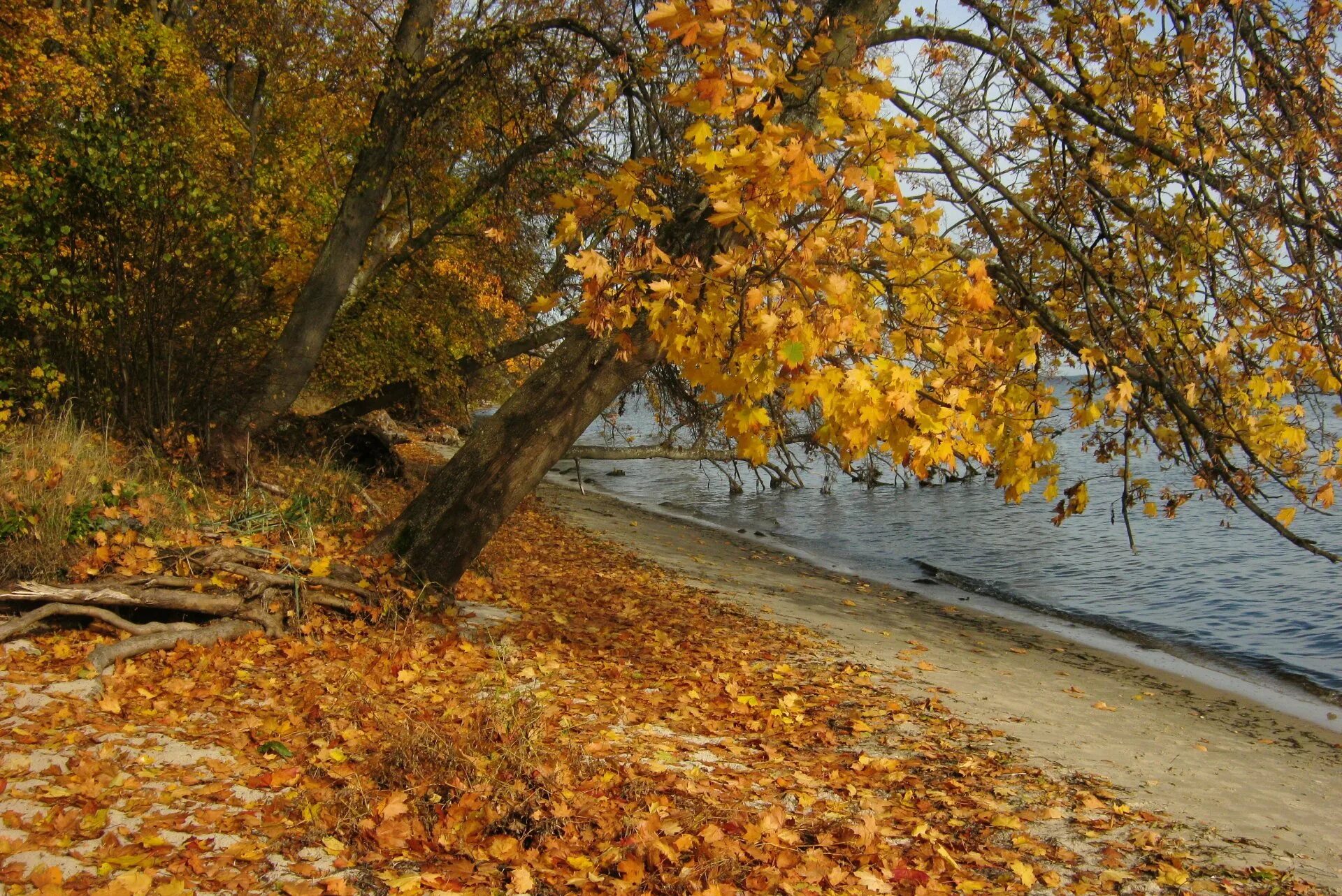 Осеннее море. Осень на море. Осеннее море фото. Дерево на берегу осень. Осенний берег моря