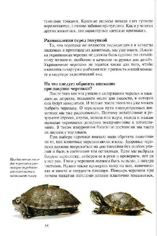 Черепаха водная красноухая. Еда для черепахи красноухой. Красноухая черепаха американские пресноводные черепахи. Корм для черепахи красноухой. Корм для водяных черепах и для красноухой черепахи.