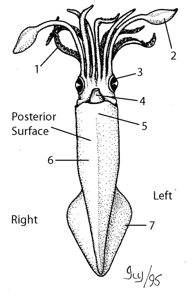 Внешнее строение кальмара схема. Внешнее строение головоногих моллюсков. Внешнее строение каракатицы рисунок. Внутреннее строение кальмара. Каракатица организм