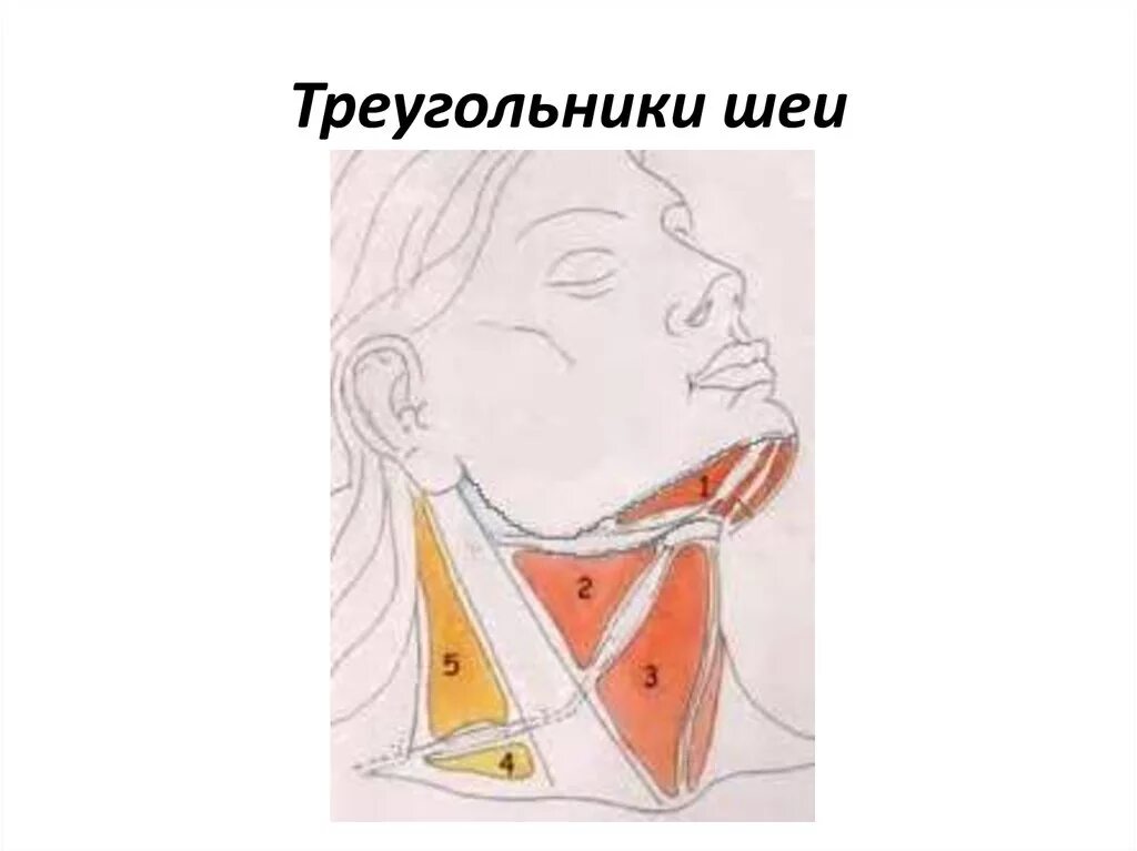 Содержимое шеи. Лопаточно подъязычный треугольник шеи. поднижнечелюстной треугольник шеи топографическая анатомия.