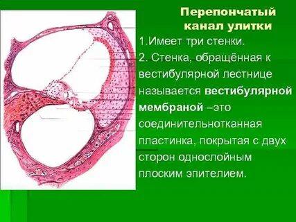 Улиткового протока