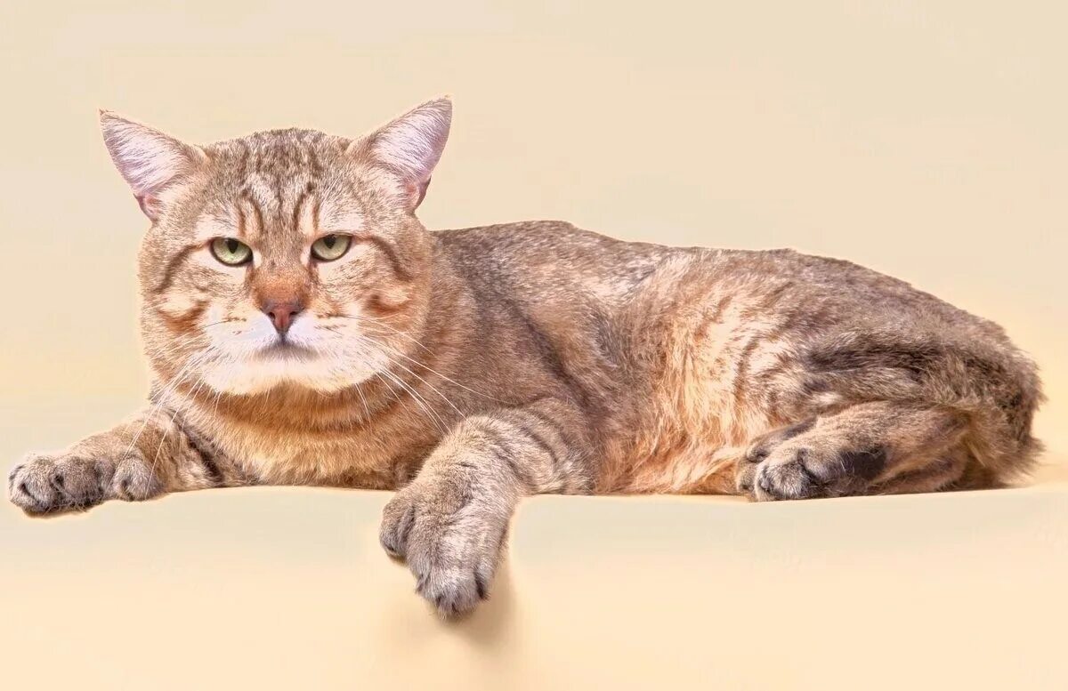 Порода пиксибоб. Порода пиксибоб. Пиксибоб. Кошка пикси боб. Кошка пикси боб.