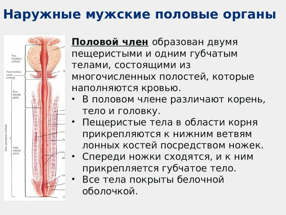 Что такое мужской пол. Мужской половой орган. Анатомия полового члена. Наружные мужские половые органы.