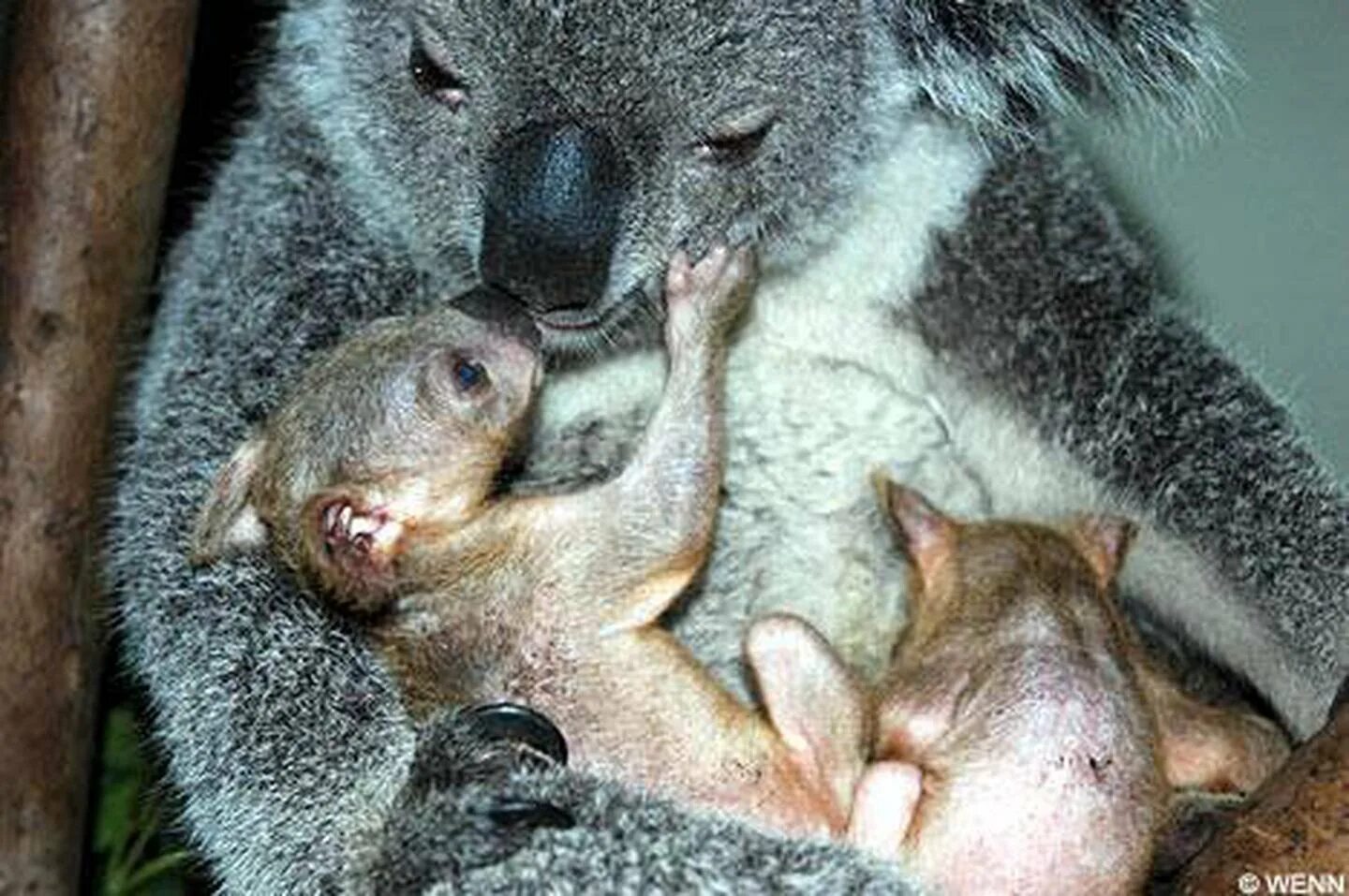 Детеныш коалы новорожденный. Коала с детенышем. Млекопитающие с детенышами. Самка с детенышем.