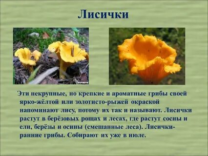 Рассказ про лисички 2 класс