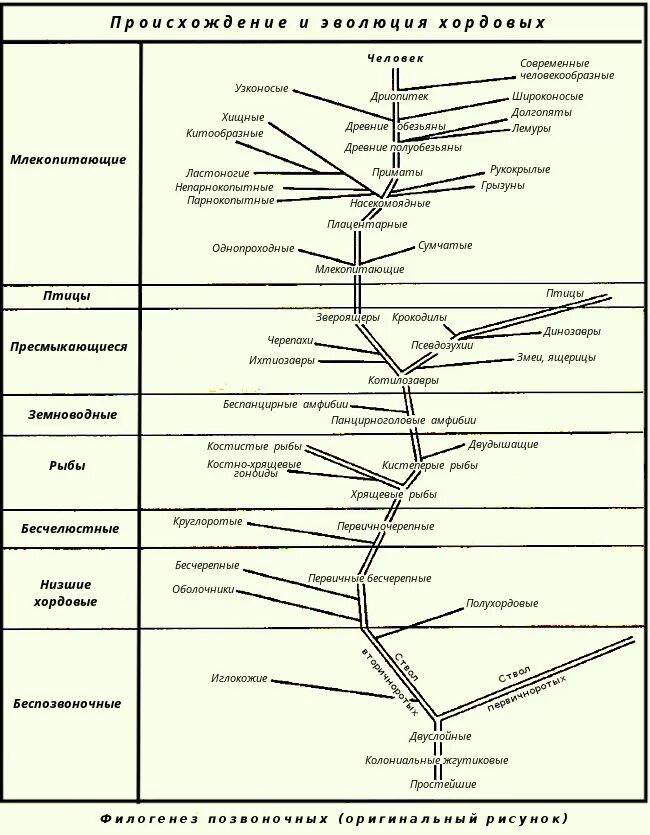 Эволюционное Древо типа хордовых. Эволюция позвоночных схема. Эволюционное Древо хордовых животных. Млекопитающие древо