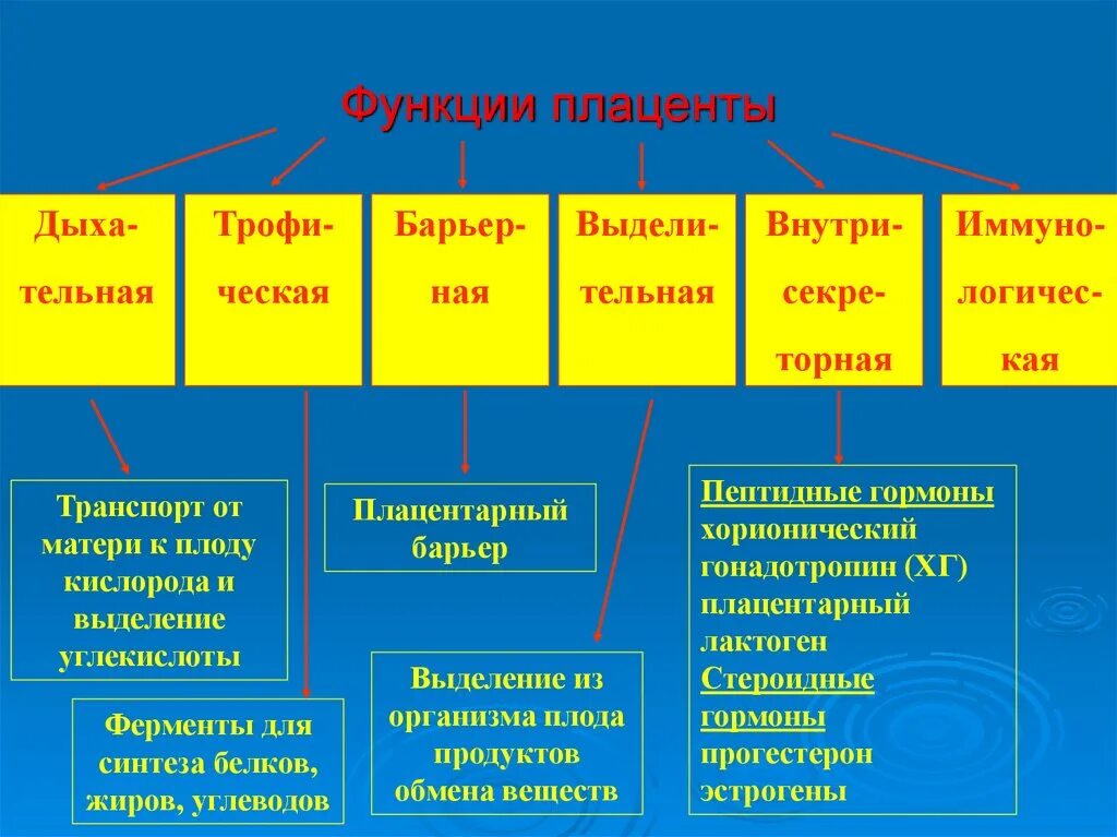 Что такое плацента и какова ее функция. Функции плаценты. Основные функции плаценты человека. Плацента ее структура и функции. Плацента выполняет функции.