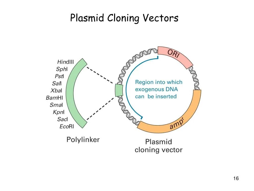Клонирование плазмиды. Plasmid. Cloning vector. Serological expression Cloning фото. Basic Cloning vectors.