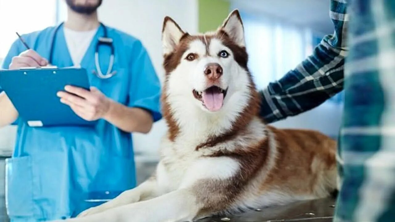 Часы с собакой. Включи 24 часа собака. Джек-рассел-терьер локи бобо. Включи 24 часа собака. Лаки собака миланы.