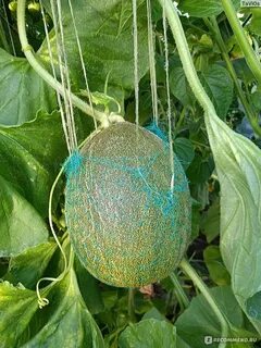 Дыня медовый спас