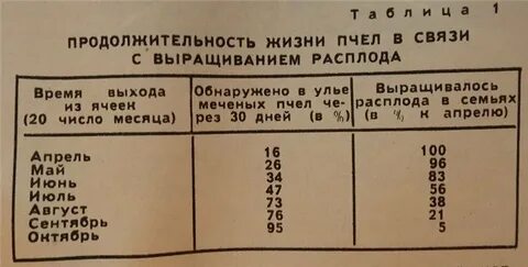 Продолжительность жизни пчелы