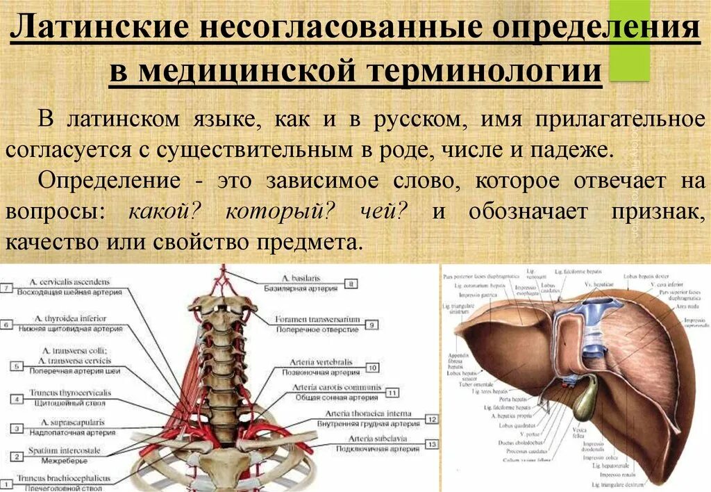 Хирургический латынь. Латинские термины в медицине. Медицинские термины на латыни. Термины на латыни для медиков. Медицинская терминология на латыни.