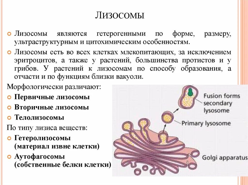 Лизосомы функции. Образование лизосом. Характеристика лизосом. Формирование лизосом. Что такое лизосома