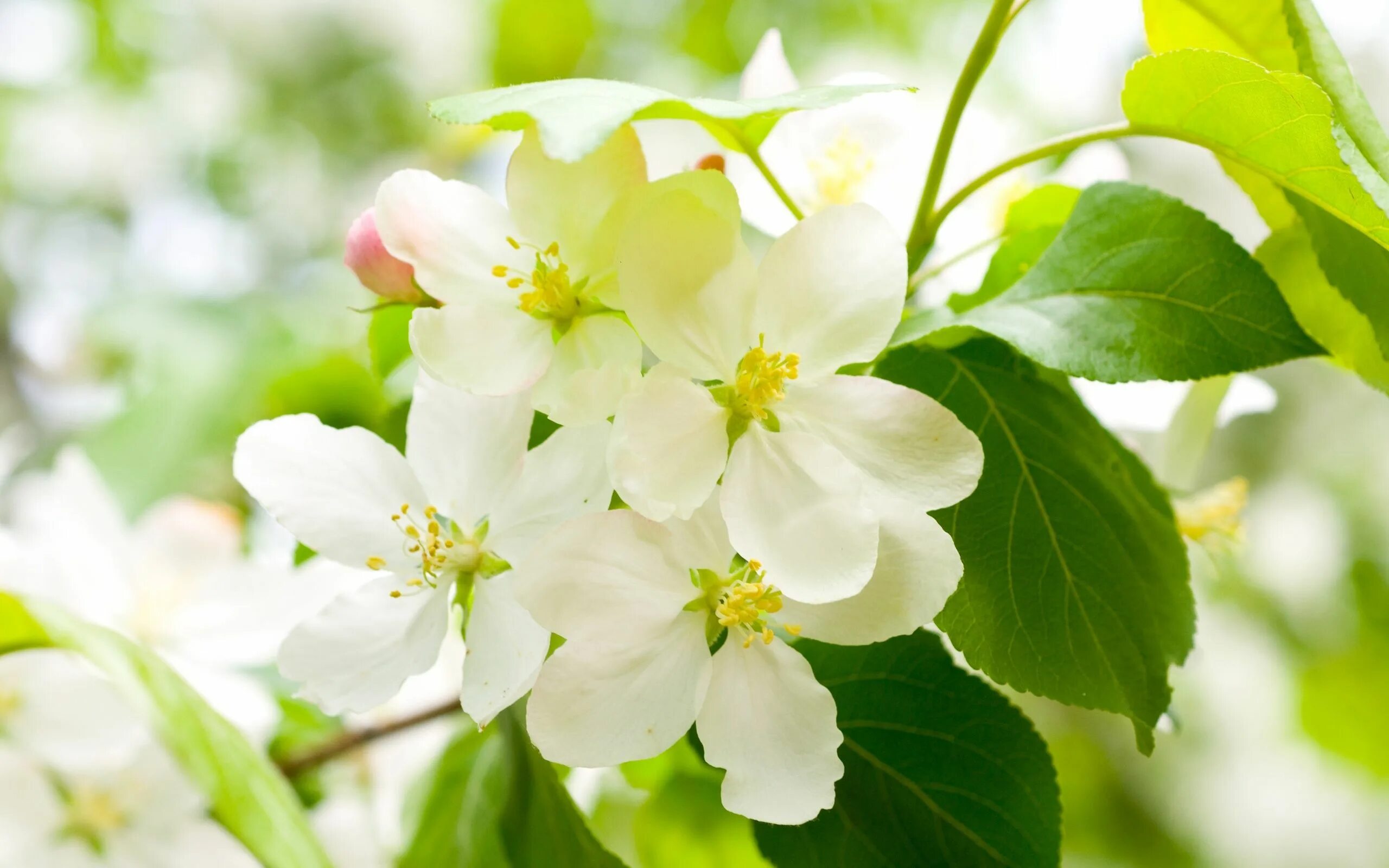 White spring. Яблоня Сибирская цветение. Спринг Брайт яблоня. Яблоневый цвет (Apple Blossom).