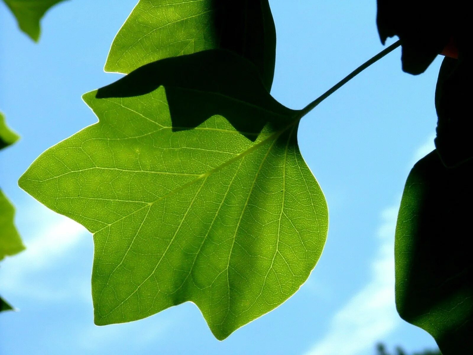 Natural leaves. Листья. Красивые листья деревьев. Необычные листья деревьев. Листок дерева.