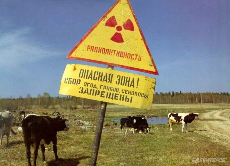 Радиоактивное загрязнение чернобыль. Зона отчуждения чернобыльской аэс 1986. Чернобыльская зона отселения. Радиоактивное загрязнение участка. Рыжий лес в чернобыле сейчас 2022.