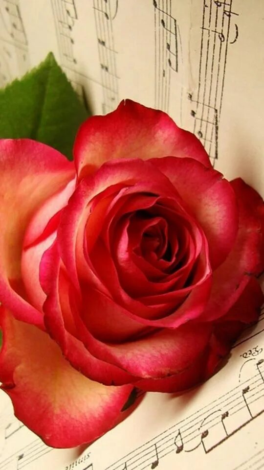 Песни розовый букет. Музыкальный цветок. Ноты и цветы. Розы и Ноты. Музыкальный фон с цветами.