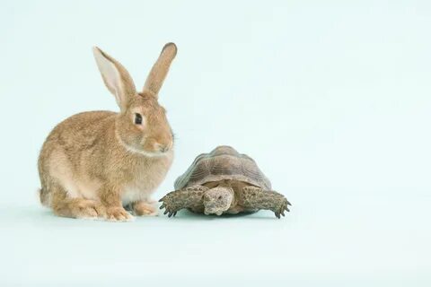 Fast hare