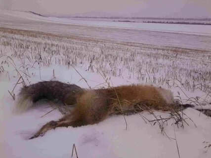 Лиса мышкует зимой видео