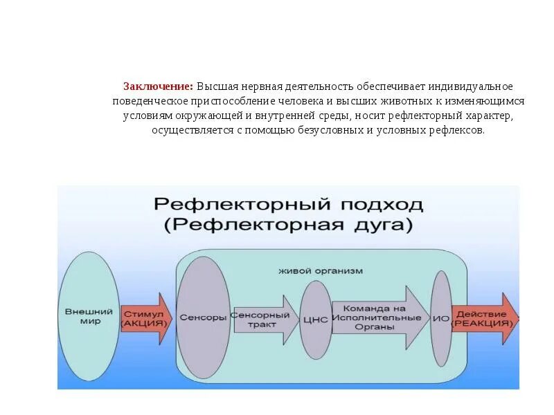 Что обеспечивает высшую нервную деятельность человека. Вывод по внд. внд заключение. высшая нервная деятельность вывод. высшая нервная деятельность у человека обеспечивает.