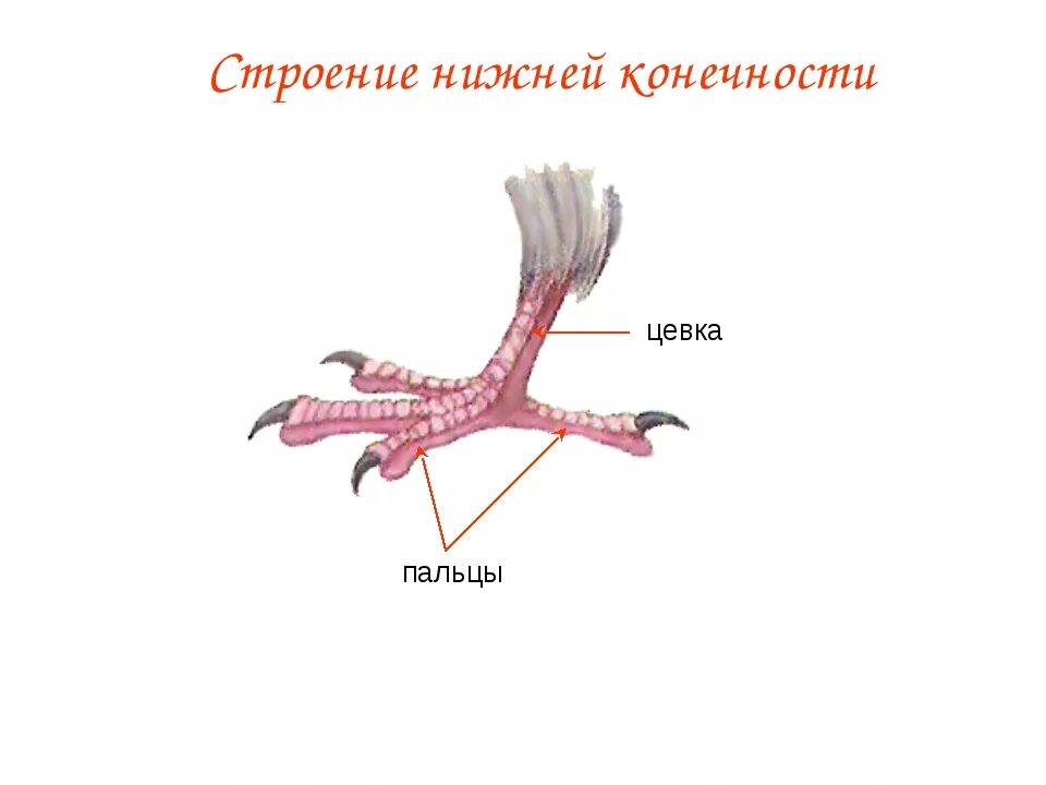 Для чего служит киль у птиц. Цевка часть конечности птицы. Строение цевка у птиц. Строение задней конечности птицы. Строение лапы птицы цевка.