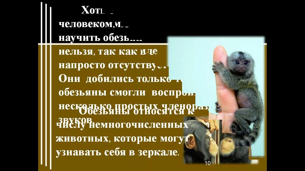 Содержание рассказа про обезьянку. Житков про обезьянку 3 класс. План по рассказу про обезьяну. План рассказа про обезьянку. План по стихотворению про обезьянку.