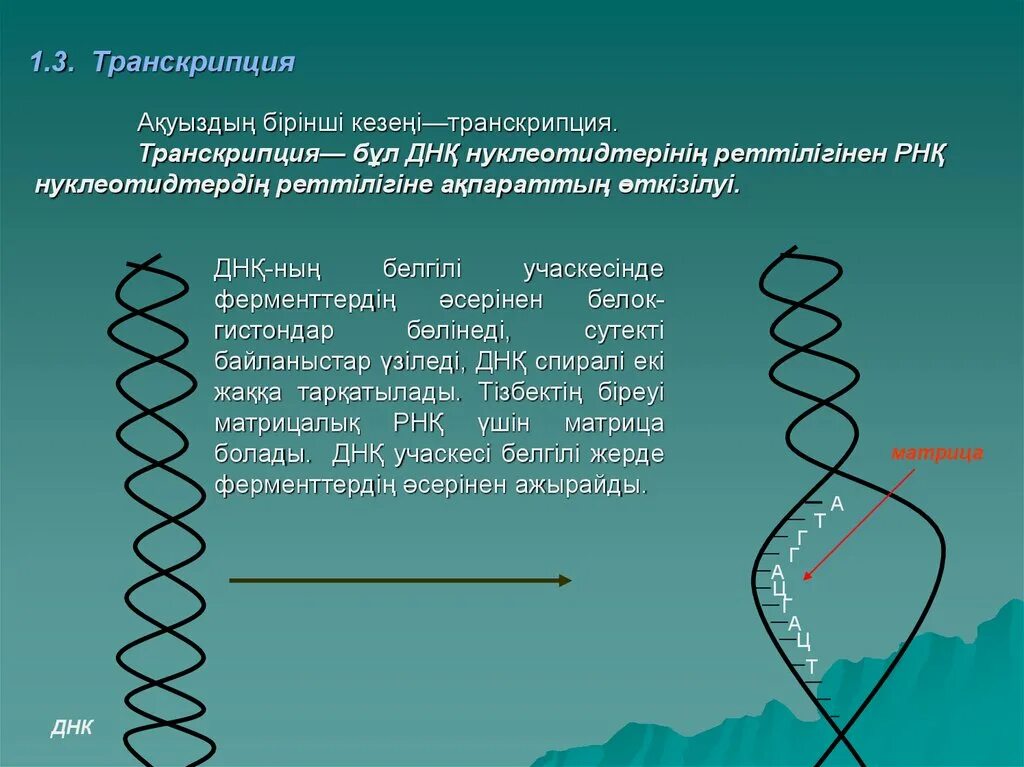 Днк участвует в биосинтезе рнк. Первый этап транскрипции. Транскрипция Биосинтез. Этапы транскрипции биосинтеза белка. Транскрипция и трансляция ДНК.