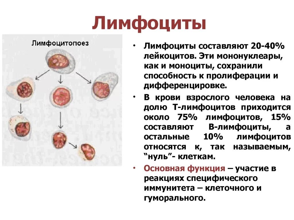 Отклонения лимфоцитов