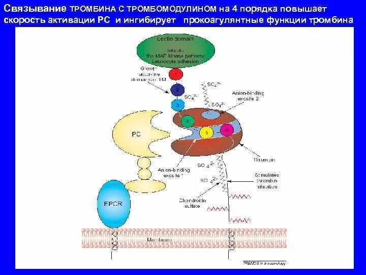 Формирование тромба взаимодействие тромбина с фибриногеном разрушение. Прокоагулянтный путь свертывания крови. схема прокоагулянтного пути свертывания крови. активация тромбина. механизм активации тромбина.