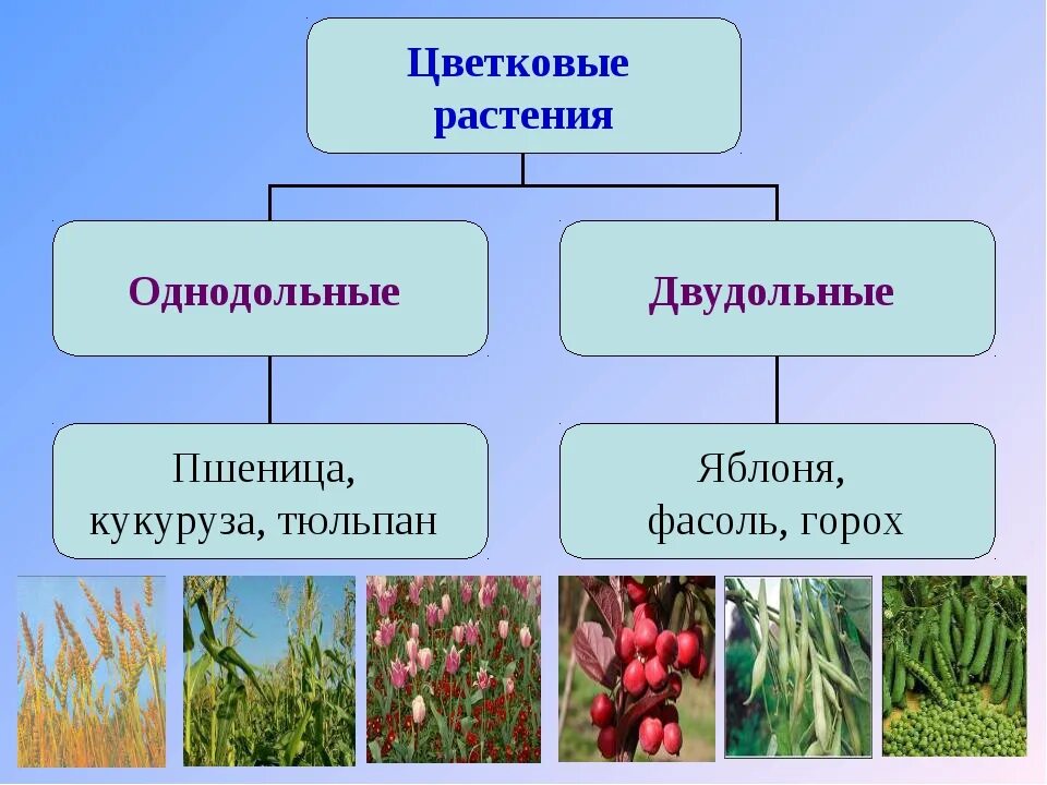 Какие цветы относятся к однодольным. Кукуруза однодольное или двудольное. Кукуруза однодольное или двудольное растение. Однодонные растения кукуруза. Однодольные и двудольные кукуруза.