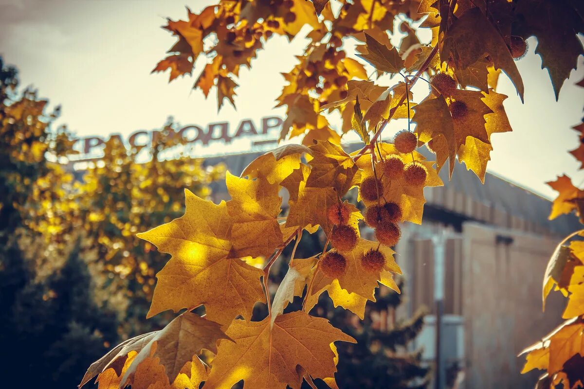 осень в краснодаре. парк калинского краснодар осенью. краснодар осенью фото. парк краснодар осень. парк горького краснодар.