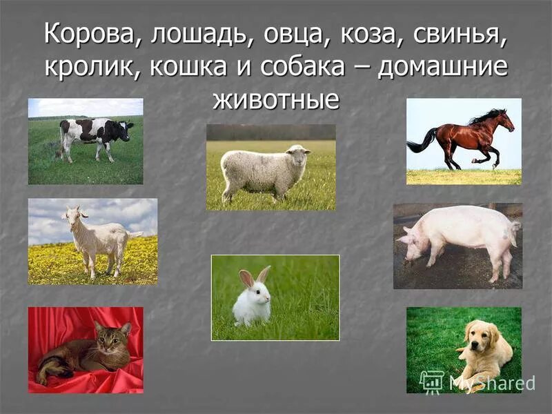 Домашние животные корова коза. Домашние животные собака кошка корова коза лошадь. Домашние животные и их Детеныши. Корова лошадь коза. Корова свинья собака кошка