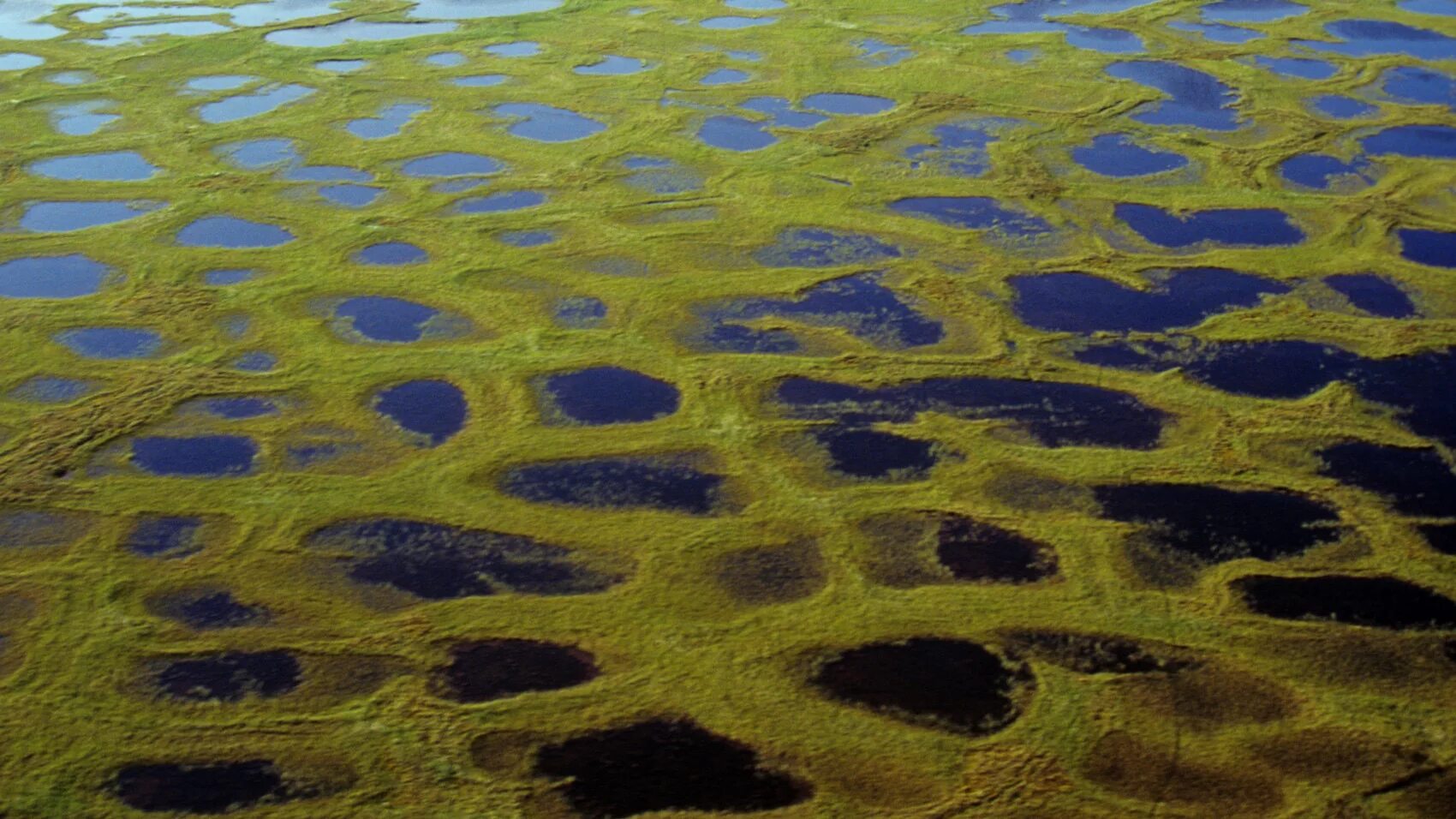 Таяние многолетней мерзлоты. Водоросли в тундре. Многолетняя мерзлота болота. Болото в вечной мерзлоте.