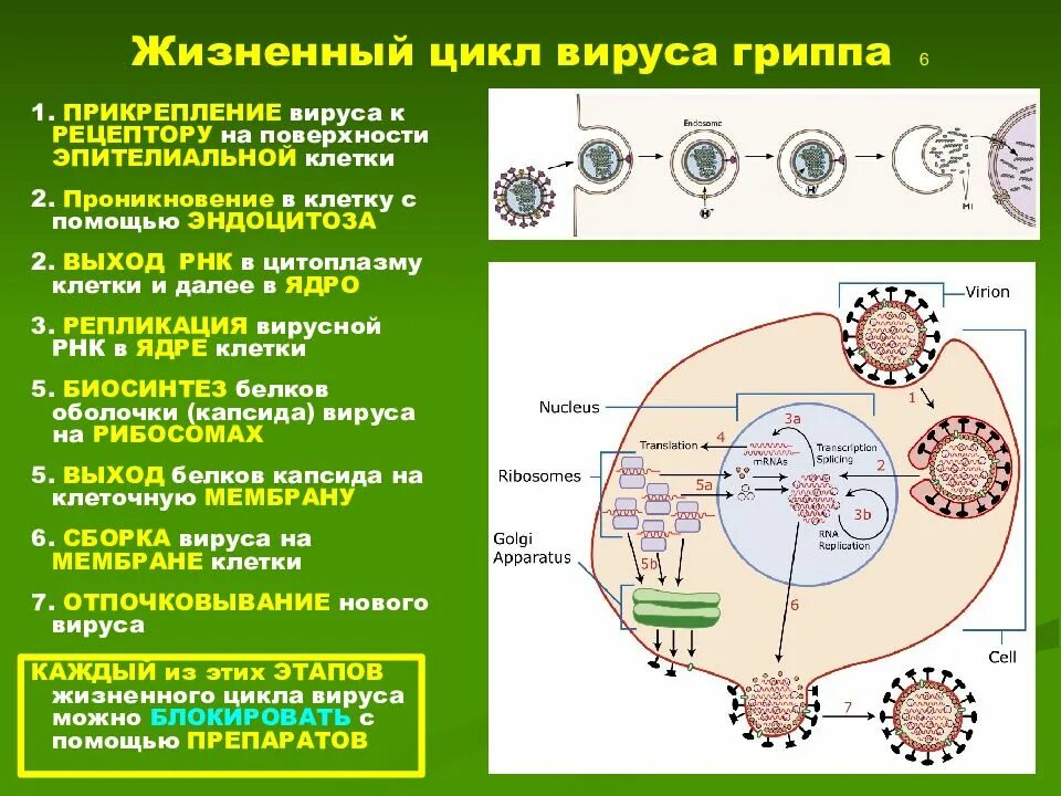 Грипп репродукция. Этапы жизненного цикла вируса гриппа. цикл развития вирусов схема. схема жизненного цикла вируса гриппа. фазы жизненного цикла вируса.