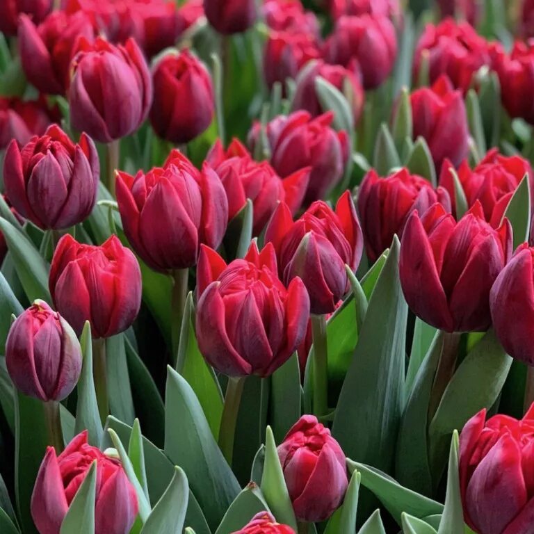 Тюльпан принцесса ирен. Тюльпан дабл оранж принцесс. Тюльпан оранж принцесс. Тюльпаны принцесс. Orange emperor тюльпан.