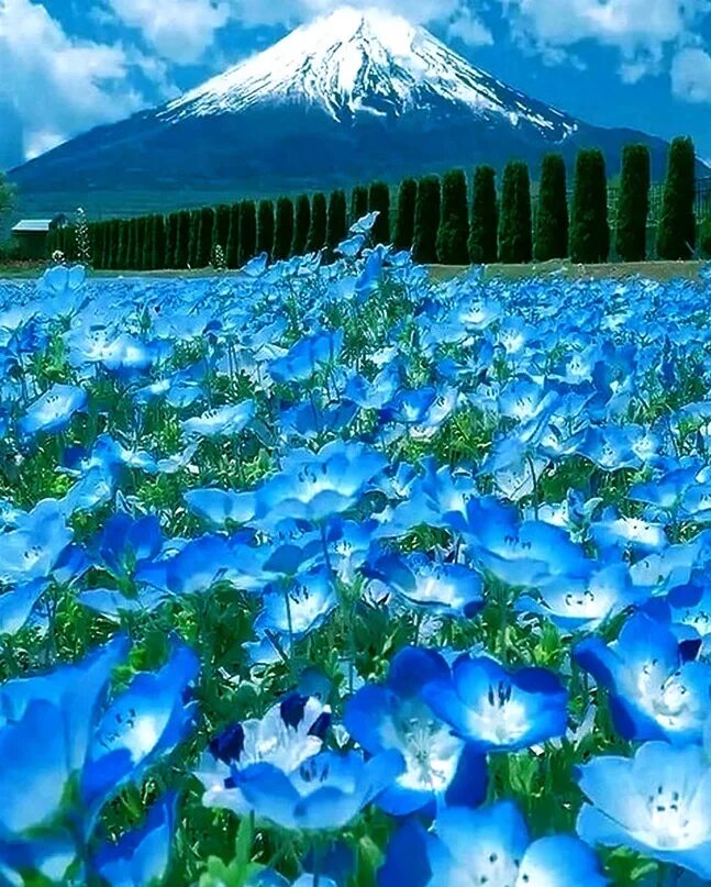 Где растет голубой цветок. Голубые маки в Гималаях. Гималайский голубой Мак. Национальный Приморский парк Хитачи (Hitachi Seaside Park). Немофила голубая.
