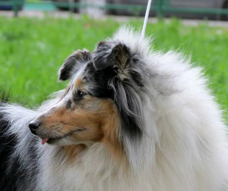 питомник щенка шелти. овчарка шелти питомник. сан тринити питомник. блю мерль. питомник собак породы шелти.