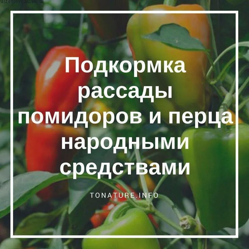 Подкормка рассады. Подкормка перца рассады дрожжами. Удобрение для рассады томатов. Подкормки для рассады томатов и перца.