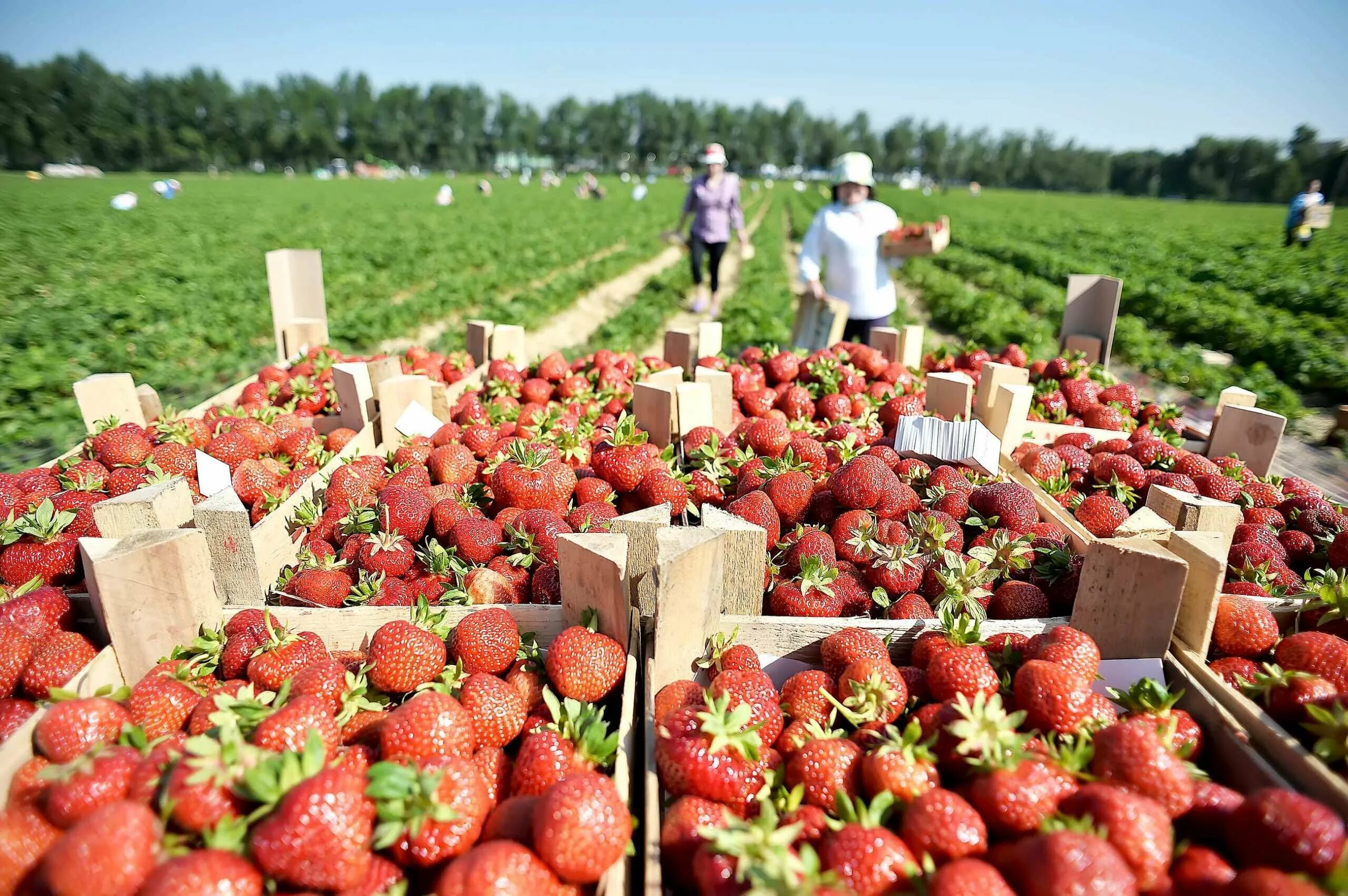 Урожайность ягод. Клубничные поля совхоза имени Ленина. Совхоз имени Ленина плантации. ЗАО Совхоз имени Ленина поля. Совхоз имени Ленина поля клубники.