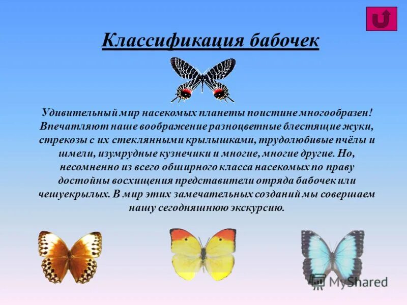 Отряд чешуекрылые бабочки. Чешуекрылые систематика. Классификация чешуекрылых. Классификация бабочек. Классификация чешуекрылых.