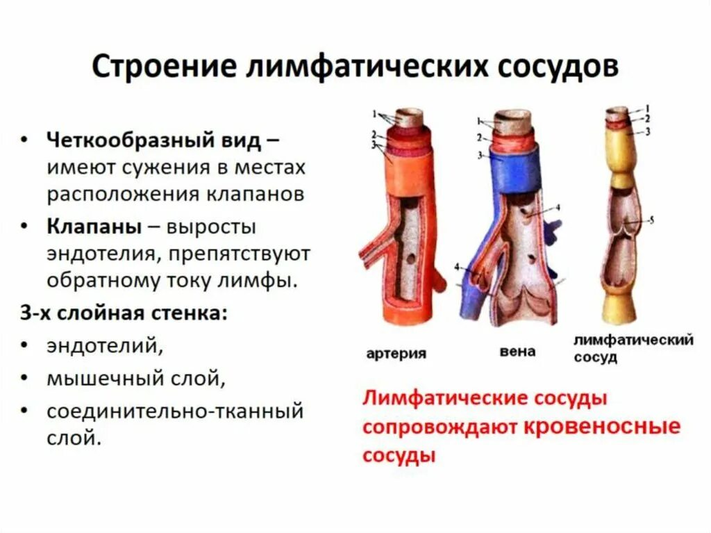 Лимфатическая и иммунная система. Лимфатическая система и иммунитет. Лимфатические сосуды функции. Связь лимфатической системы с иммунной. Стенка лимфатического сосуда