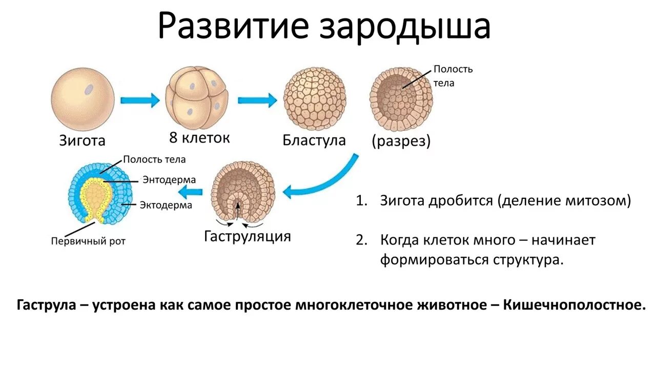 Последовательность процесса размножения человека